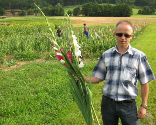 Schnittblumenfelder