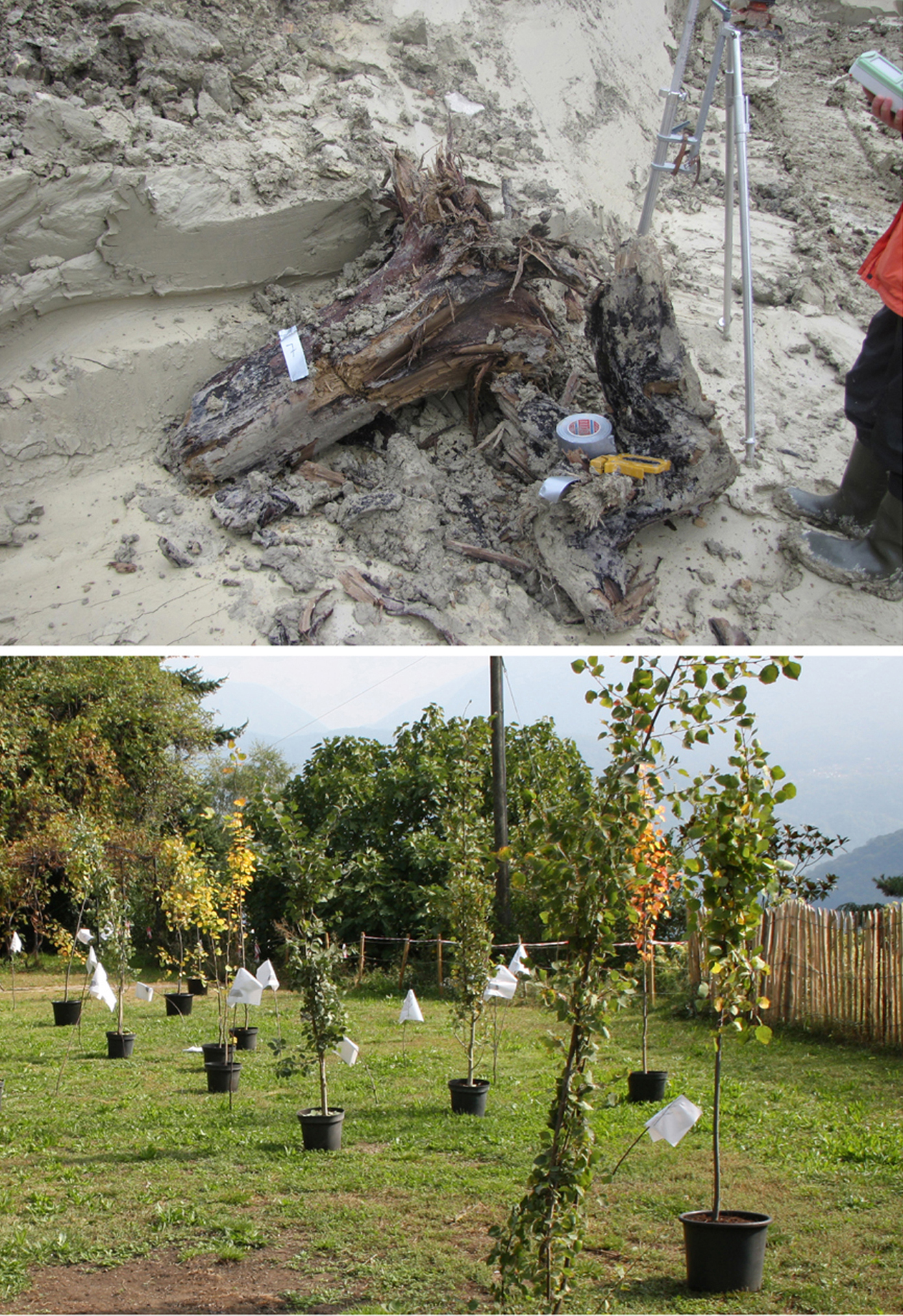 Above: Pine tree stump Below: Trembling poplar